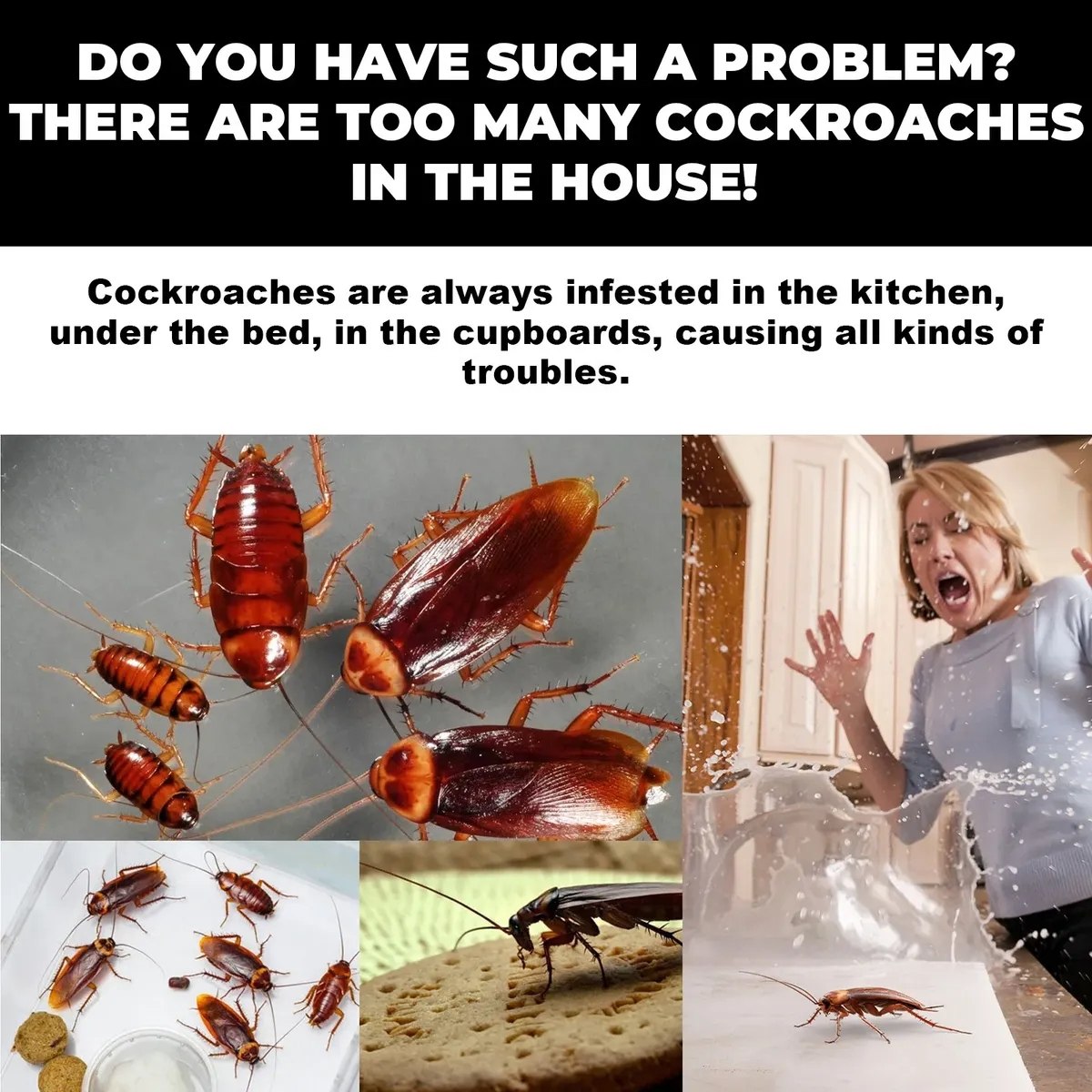 Cebo mata cucarachas (8 unidades)